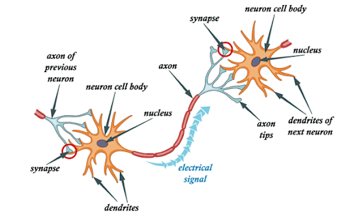 نموذج لشبكة عصبية بيولوجية